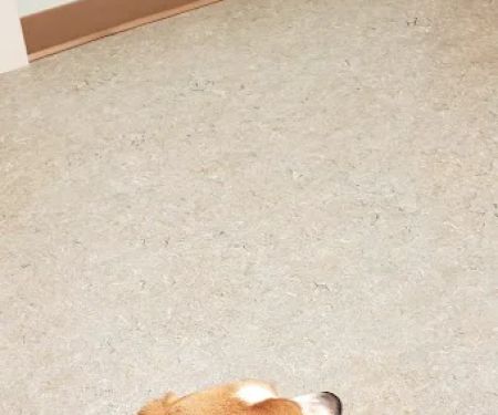 Bargersville Veterinary Hospital & Wellness Center, A Thrive Pet Healthcare Partner