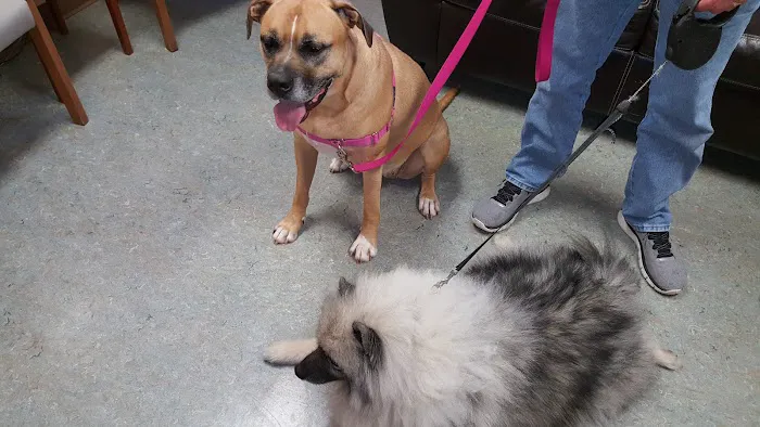 Bargersville Veterinary Hospital & Wellness Center, A Thrive Pet Healthcare Partner Picture 4