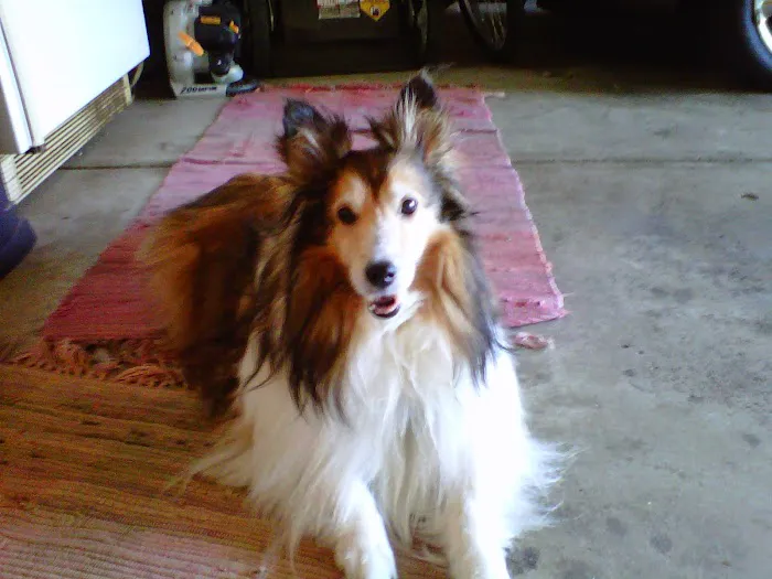 Bargersville Veterinary Hospital & Wellness Center, A Thrive Pet Healthcare Partner Picture 9
