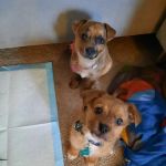 Good Shepherd Veterinary Services
