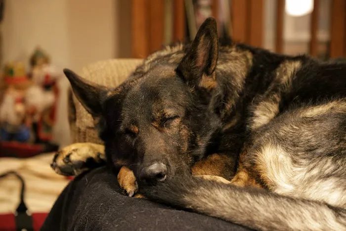 Good Shepherd Veterinary Services Picture 6