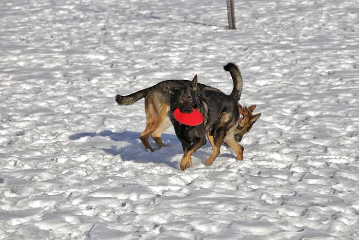Good Shepherd Veterinary Services Picture 7