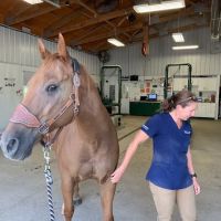 Horse & Hound Veterinary Clinic ico