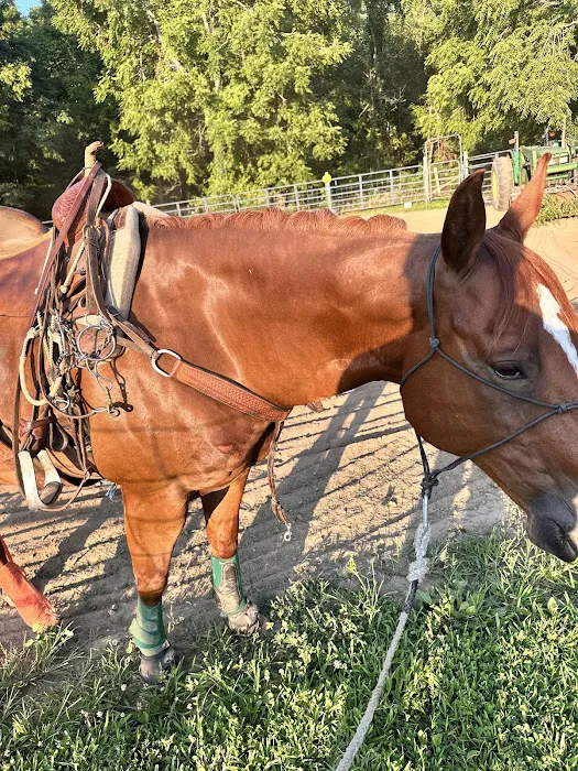 Horse & Hound Veterinary Clinic Picture 9