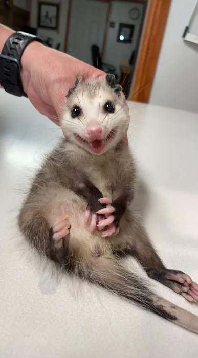 St Francis Pet Hospital - Centerton Picture 1