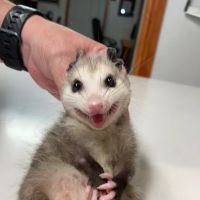St Francis Pet Hospital - Centerton ico