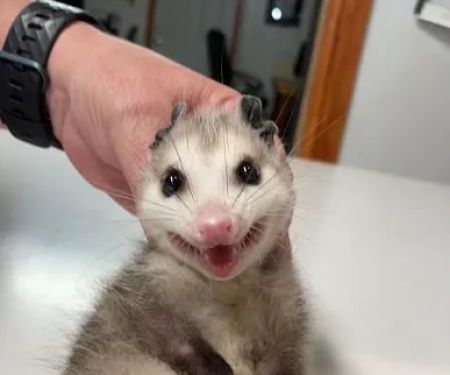 St Francis Pet Hospital - Centerton