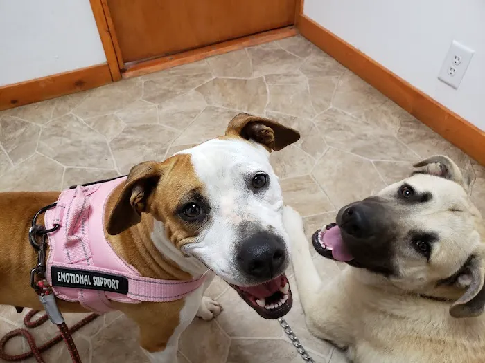 St Francis Pet Hospital - Centerton Picture 2