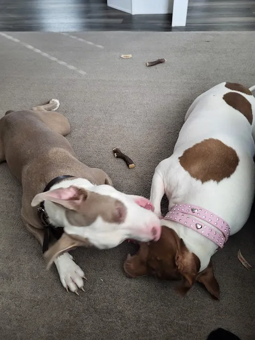 St Francis Pet Hospital - Centerton Picture 4