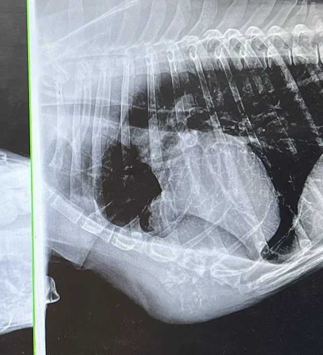 St Francis Pet Hospital - Centerton Picture 6