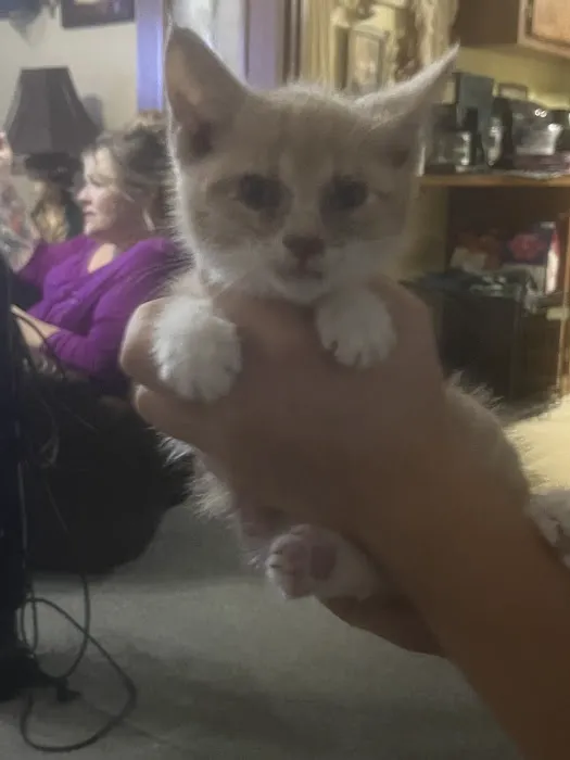 St Francis Pet Hospital - Centerton Picture 5