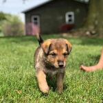 Country Critters Veterinary