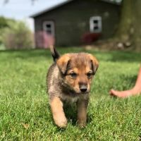 Country Critters Veterinary ico