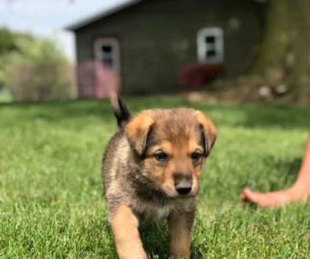 Country Critters Veterinary