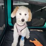 Pittsboro Veterinary Clinic