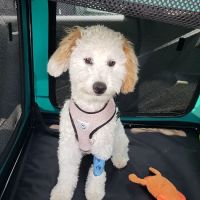 Pittsboro Veterinary Clinic ico