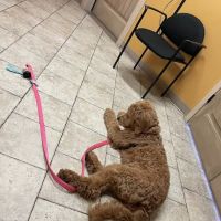 Community Pet Healthcare ico