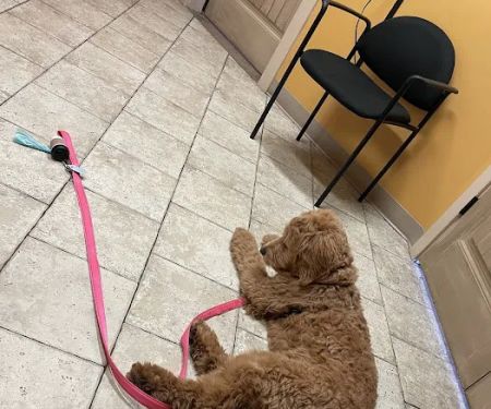 Community Pet Healthcare