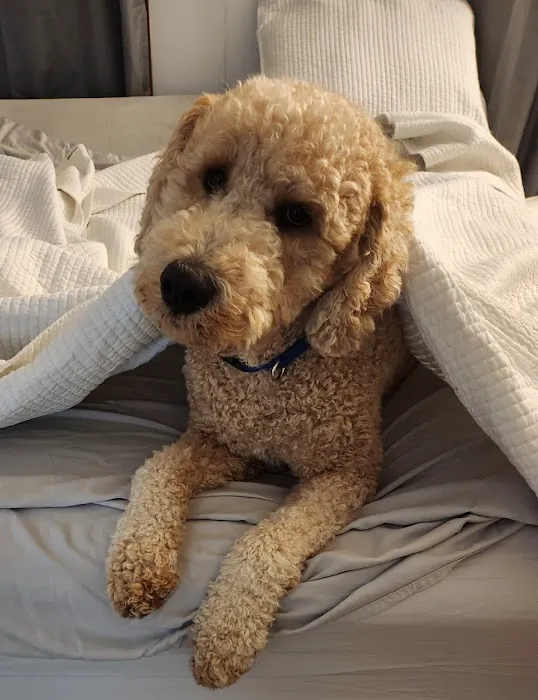 Community Pet Healthcare Picture 5