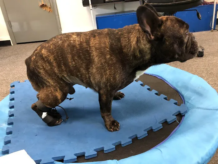 Indy Pet Core Picture 1