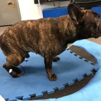 Indy Pet Core ico