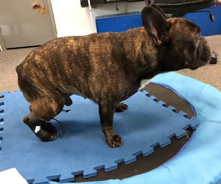 Indy Pet Core