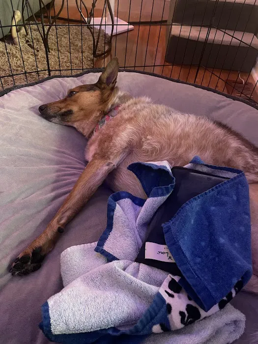 Indy Pet Core Picture 5