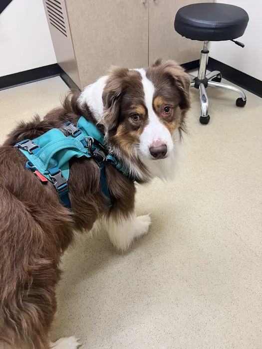 Zionsville Country Vet Clinic Picture 4