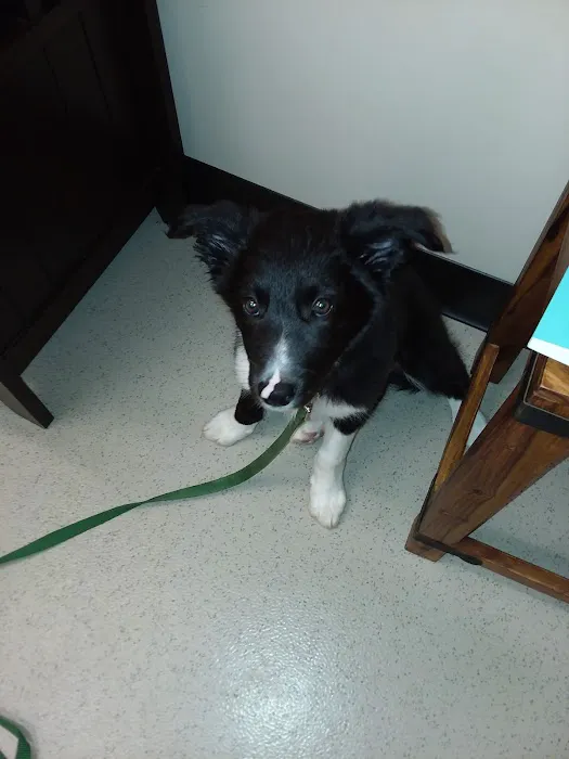 Zionsville Country Vet Clinic Picture 8
