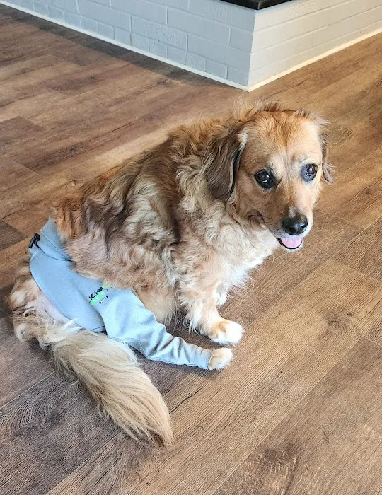 Indy Animal Surgery Center Picture 8