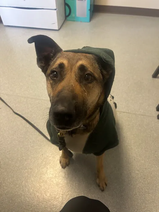 Indy Animal Surgery Center Picture 10