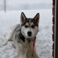 VCA Eagle Park Animal Hospital ico
