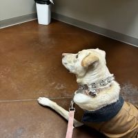 Zionsville Animal Hospital ico