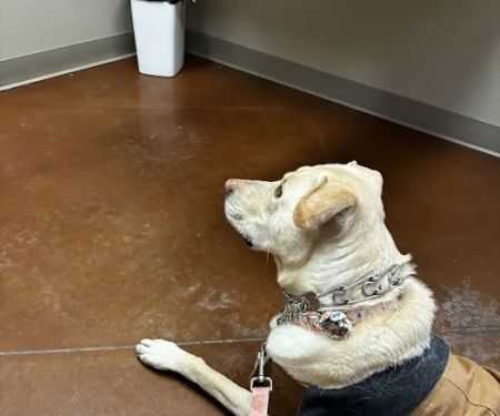 Zionsville Animal Hospital