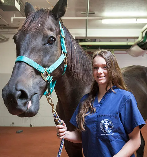Caesars Entertainment Equine Specialty Hospital Picture 5