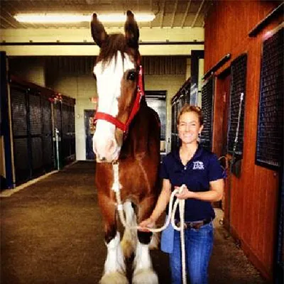 Caesars Entertainment Equine Specialty Hospital Picture 8