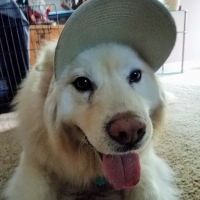Town & Country Animal Hospital ico