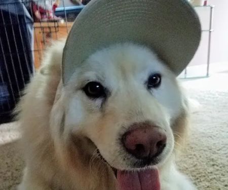 Town & Country Animal Hospital