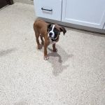 Pendleton Veterinary Clinic