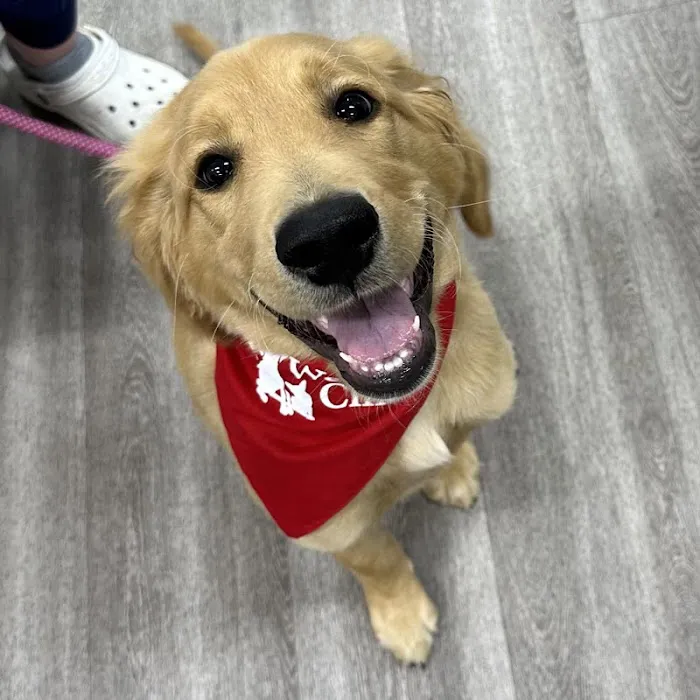 Bridgeview Pet Wellness Clinic Picture 3