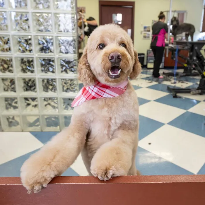 Bridgeview Pet Wellness Clinic Picture 2