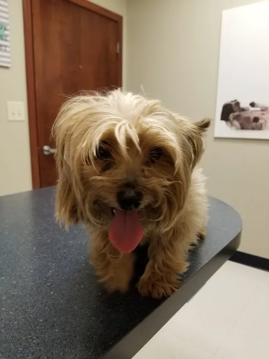 Bridgeview Pet Wellness Clinic Picture 9