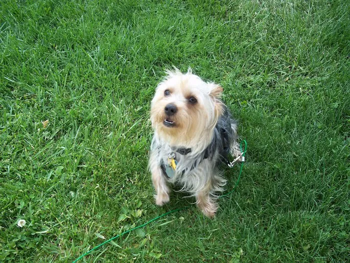 Bridgeview Pet Wellness Clinic Picture 10