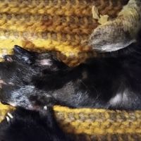 New Winchester Animal Clinic ico