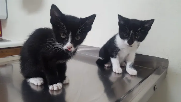 Fatima-Restani Veterinary Hospital Picture 2