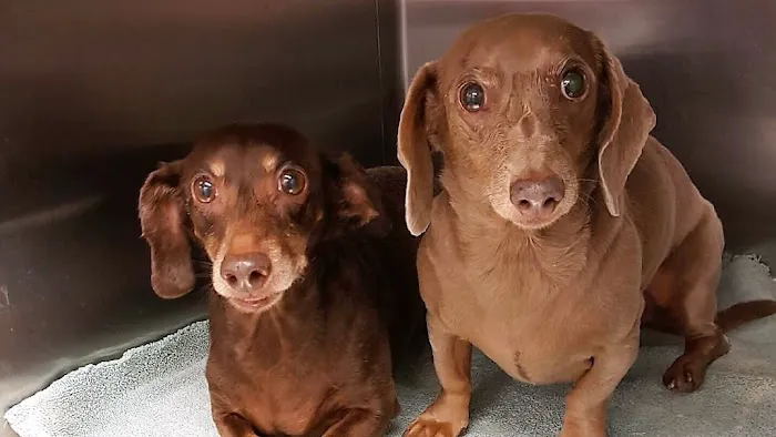 Hickory Knoll Veterinary Hospital Picture 2
