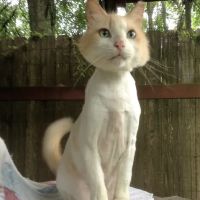 Hickory Knoll Veterinary Hospital ico