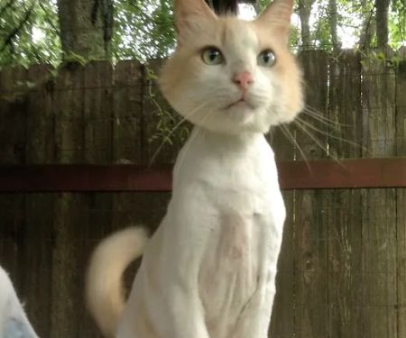 Hickory Knoll Veterinary Hospital