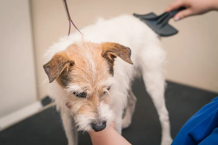 River Ridge Veterinary Clinic Picture 2