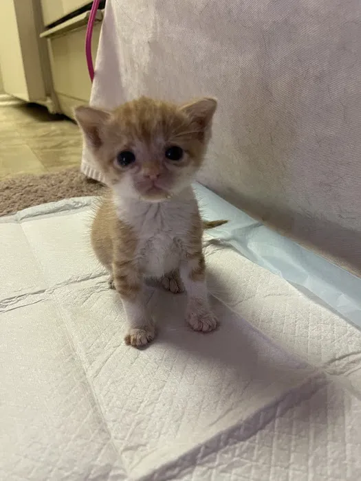Abadie Veterinary Hospital Picture 8